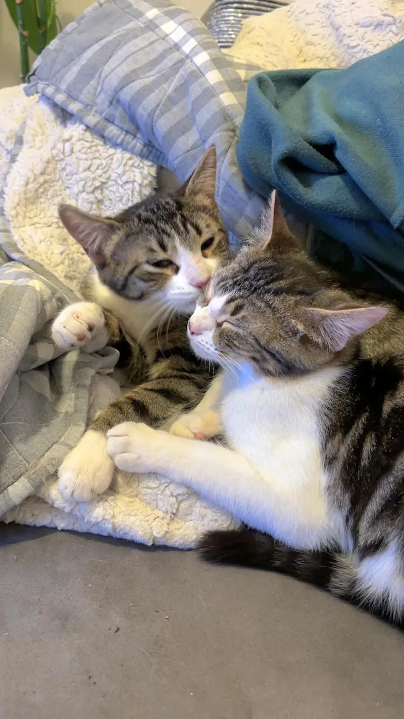 Cupid Shuffle And Cha