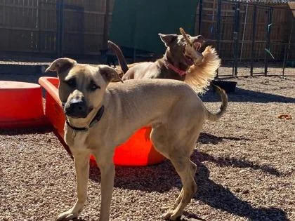 A young large-sized male Mixed Breed dog named Asa for adoption in Fort Worth, TX