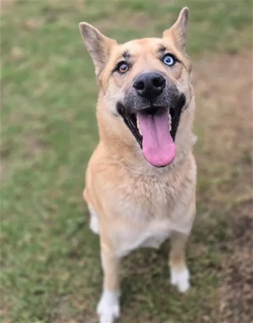 An adult medium-sized female Akita dog named Tiff for adoption in Riverside, CA