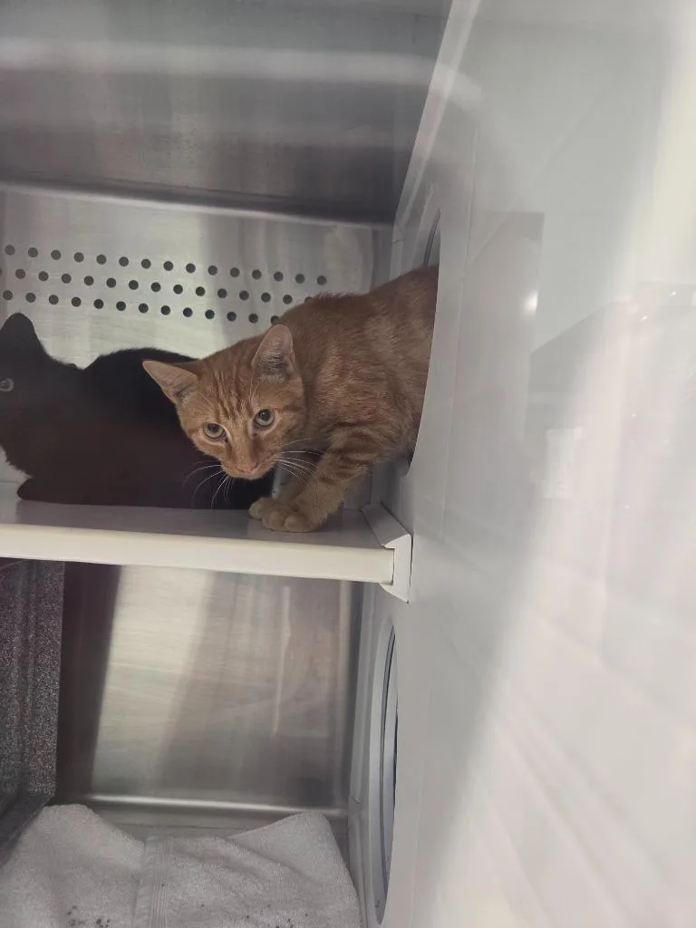 A young medium-sized male Domestic Short Hair cat named Mowhawk for adoption in Athens, TN