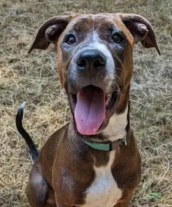 Boxer Aka Rosey thumbnail 4