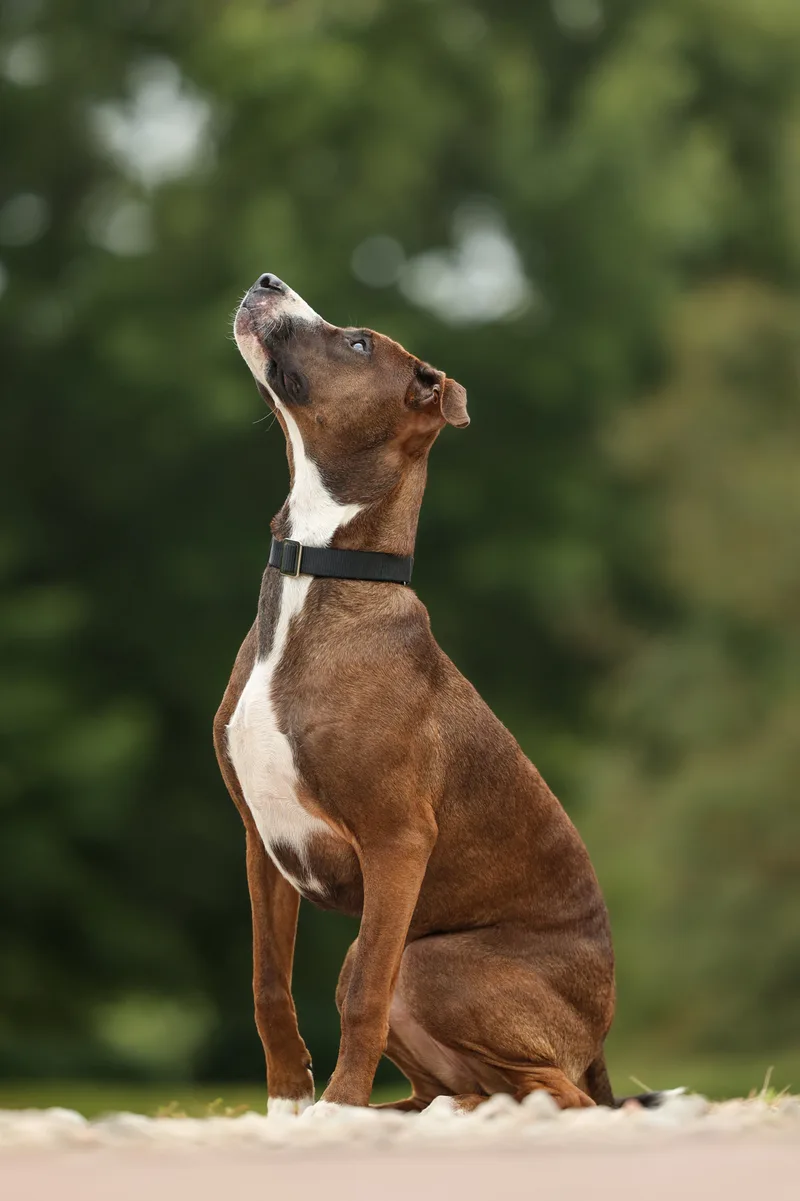 Boxer Aka Rosey thumbnail 5