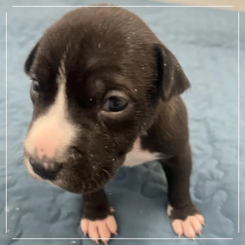 A baby medium-sized male Gray / Blue / Silver Pit Bull Terrier dog named Tractor for adoption in Kanab, UT