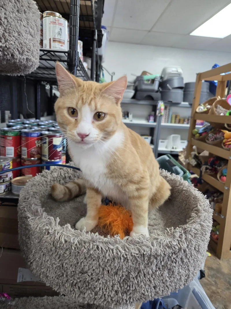 A young medium-sized male Orange & White Domestic Short Hair cat named Hashbrown for adoption in St. Ann, MO