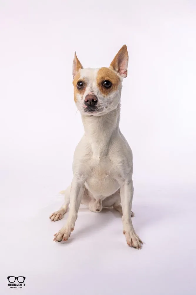 An adult small-sized male Chihuahua dog named Scrappy Doo for adoption in Palatine, IL