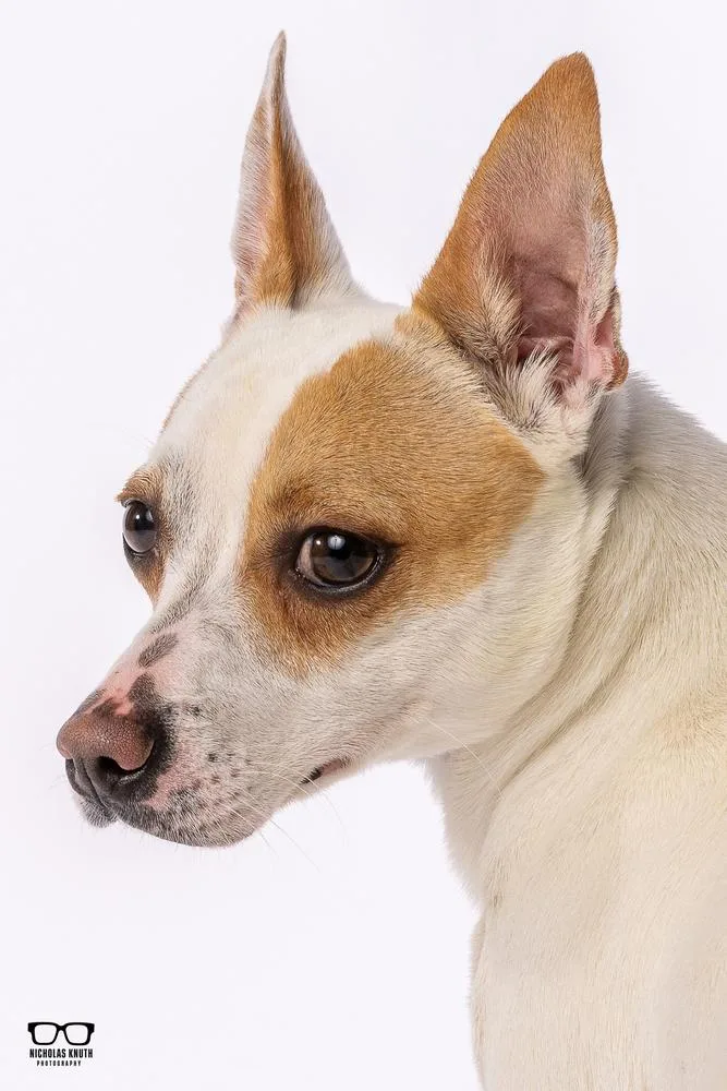Scrappy Doo thumbnail 3