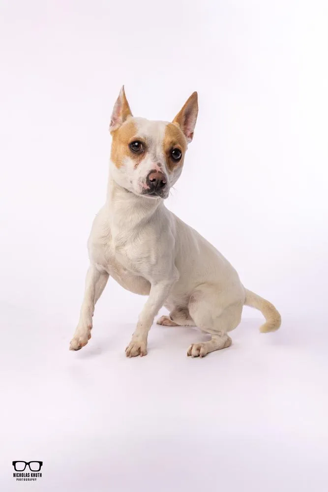 Scrappy Doo thumbnail 4