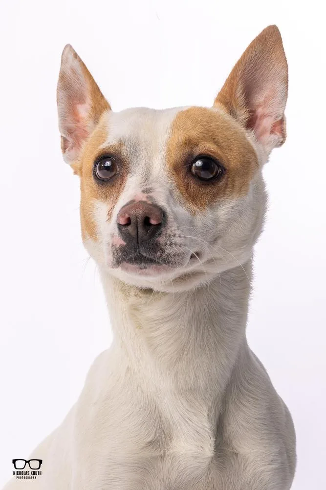 Scrappy Doo thumbnail 5