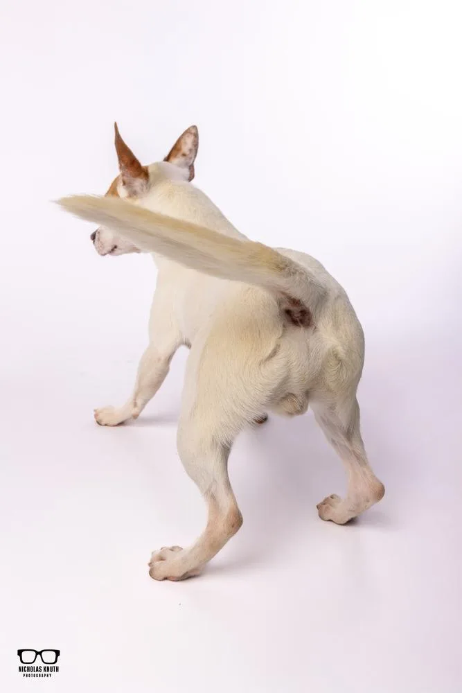 Scrappy Doo thumbnail 6
