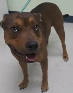 An adult large-sized male Mixed Breed dog named King for adoption in Savannah, GA