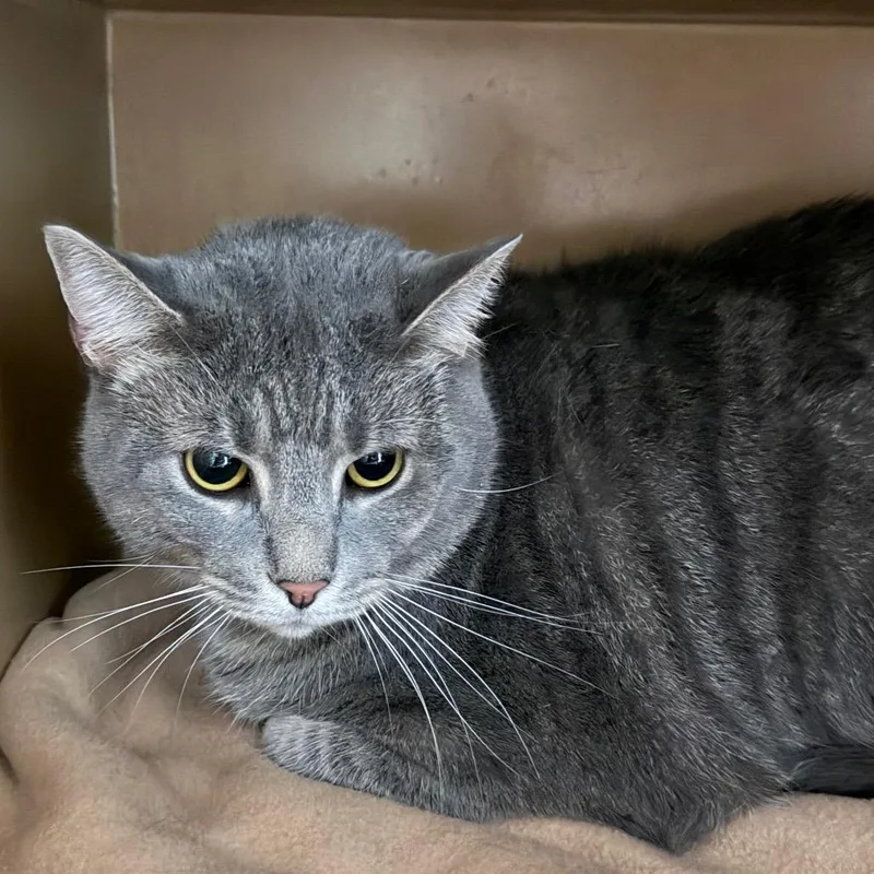 An adult extra large-sized male Gray / Blue / Silver Domestic Short Hair cat named Tabby for adoption in Madisonville, KY