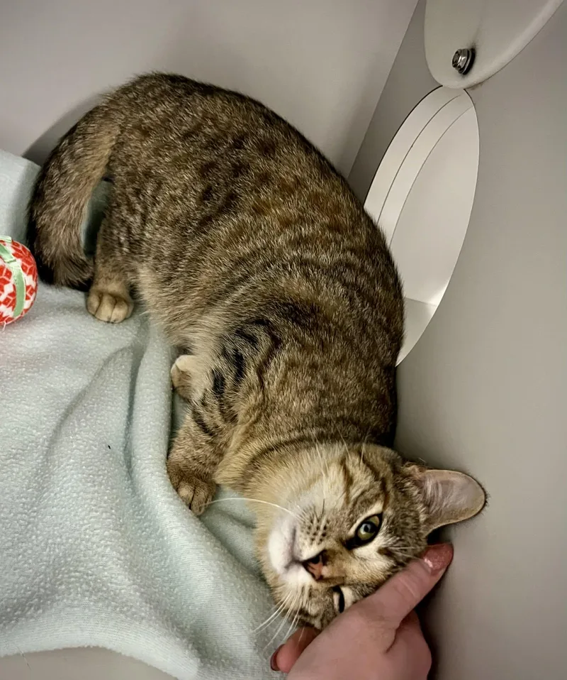 Munchkin thumbnail 2