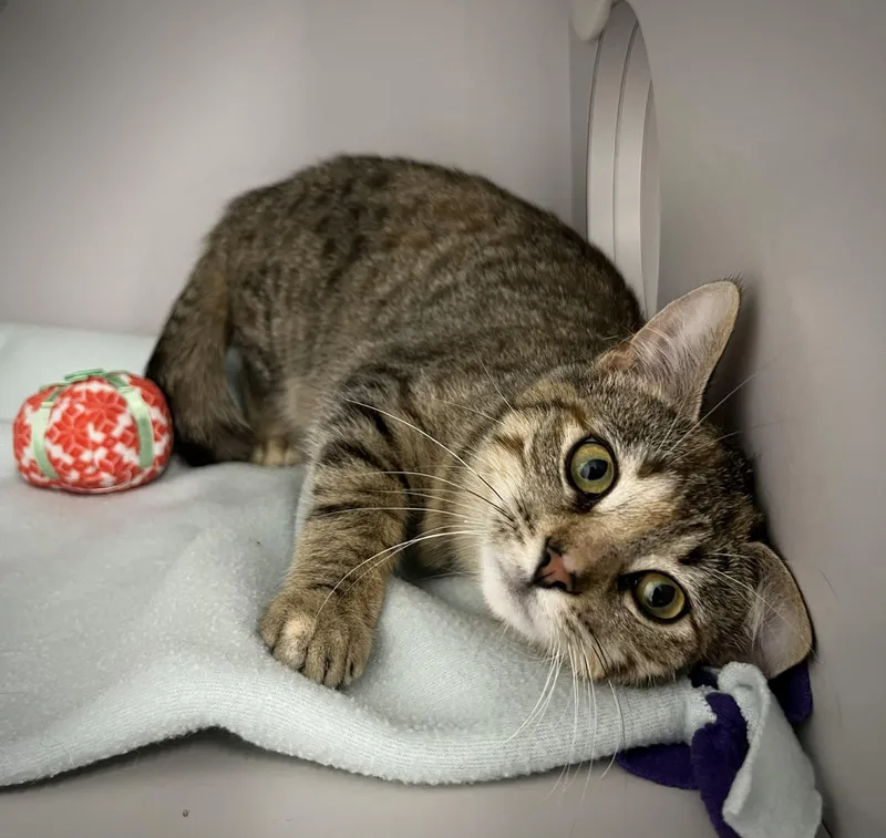 Munchkin thumbnail 3