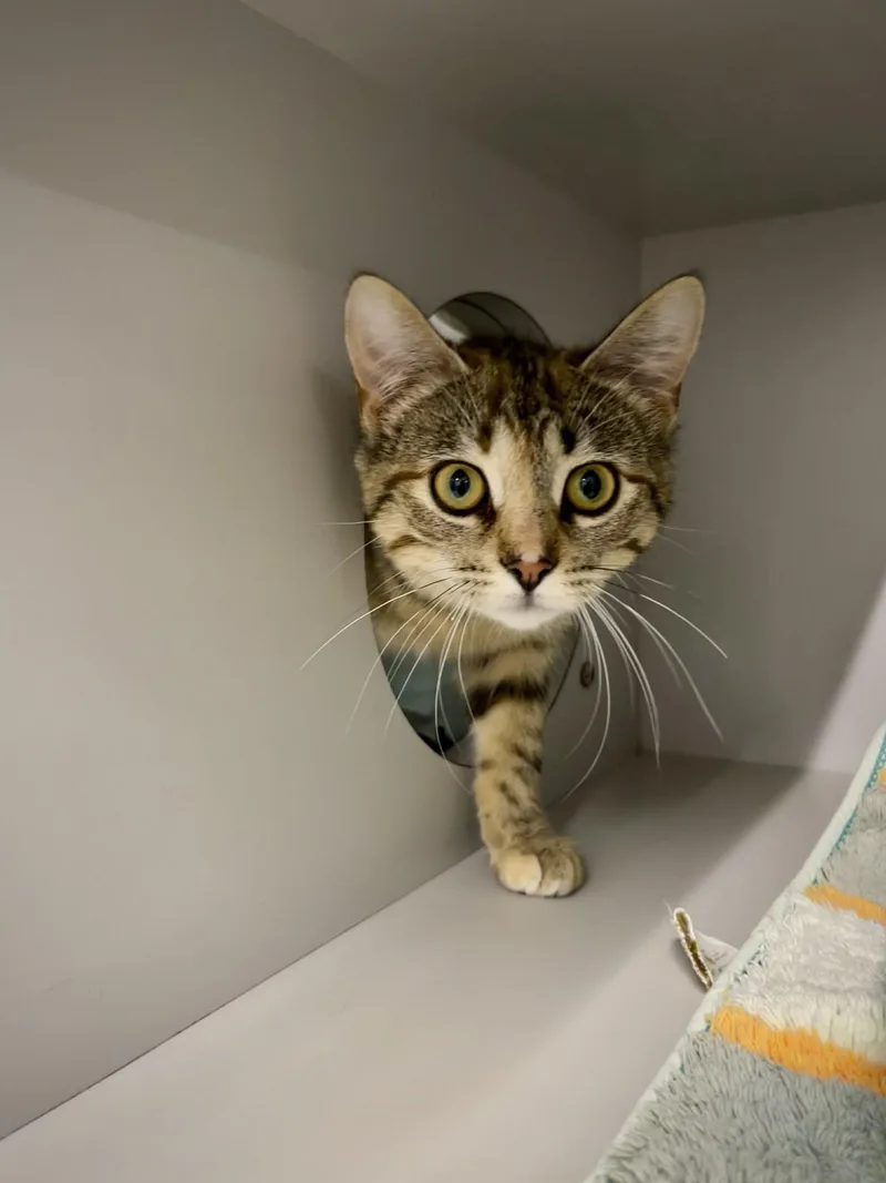 Munchkin thumbnail 4