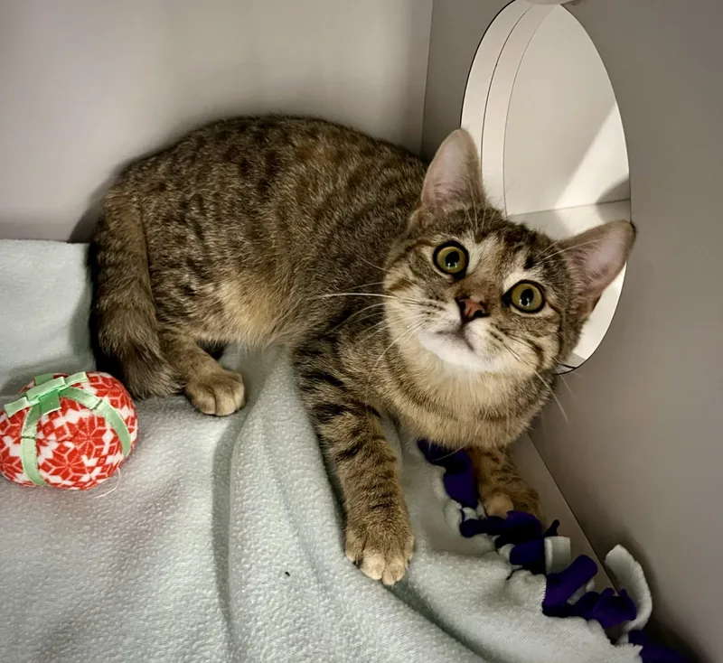 A baby medium-sized female Tabby (Brown / Chocolate) Domestic Short Hair cat named Munchkin for adoption in Kalamazoo, MI