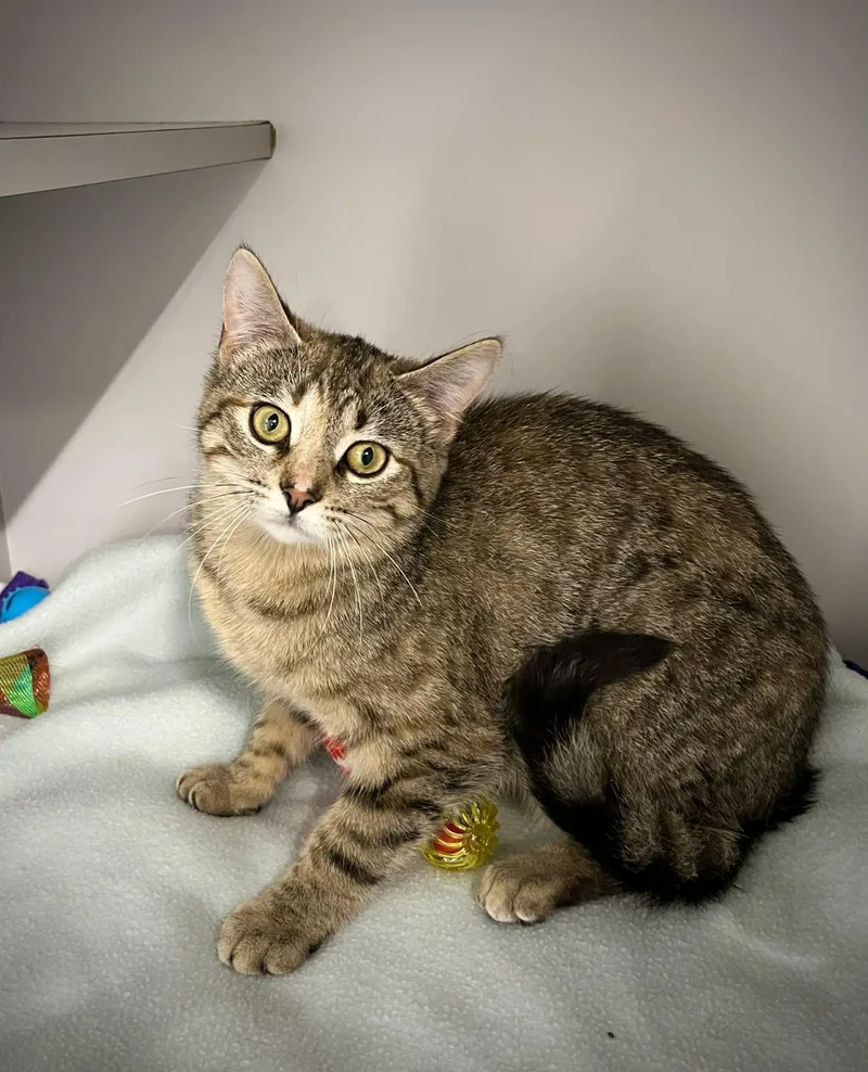 Munchkin thumbnail 5