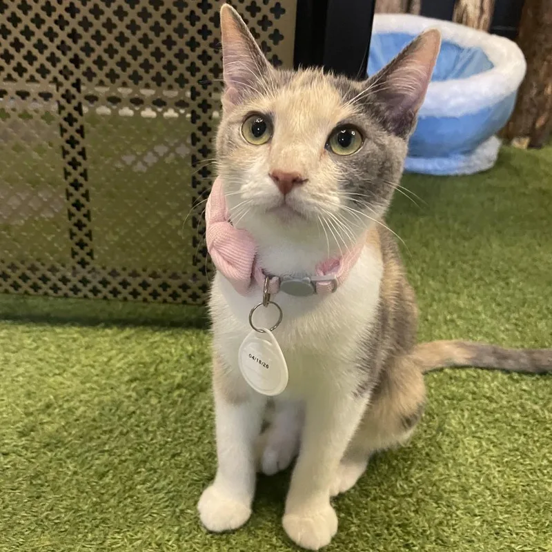 A baby small-sized female Domestic Medium Hair cat named Ellamore for adoption in Austin, TX