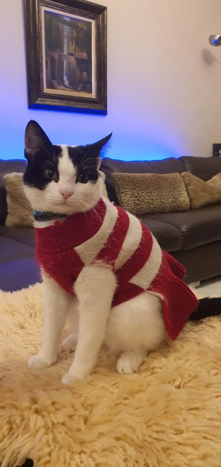 A young medium-sized male Black & White / Tuxedo Domestic Short Hair cat named Beans  The Sweetest for adoption in Somerset, NJ