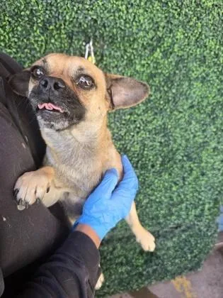 A baby small-sized male Brown / Chocolate Chihuahua dog named 60830980 for adoption in El Paso, TX