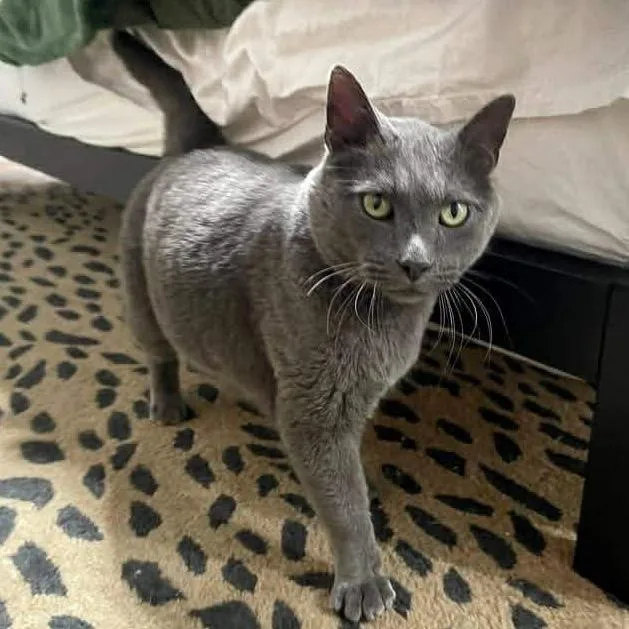 A senior small-sized male Gray / Blue / Silver Domestic Short Hair cat named Harley for adoption in Shawnee, KS