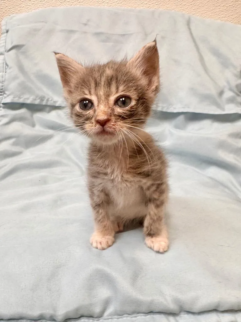 A baby small-sized female Domestic Short Hair cat named Thalia for adoption in Clinton, SC