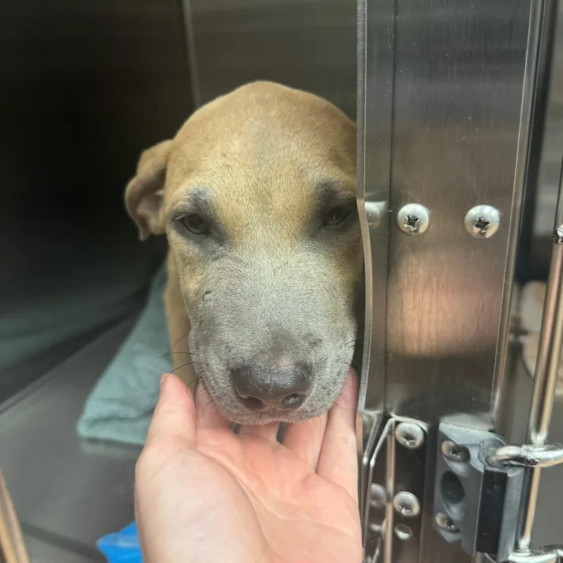 A baby small-sized male Yellow / Tan / Blond / Fawn Mixed Breed dog named Dirt for adoption in Columbus, GA