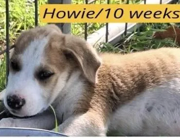 Howie