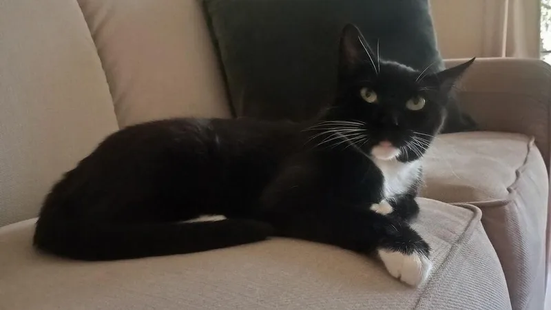 An adult medium-sized female Domestic Short Hair cat named Willow HD for adoption in Greenville, SC
