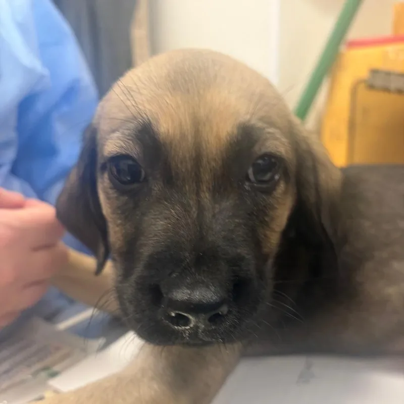 A baby small-sized female Black Labrador Retriever dog named Five Below for adoption in Pekin, IL