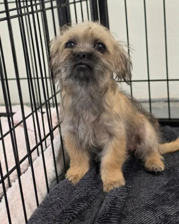 A baby small-sized female Pug dog named Mokey Fraggle for adoption in Novato, CA