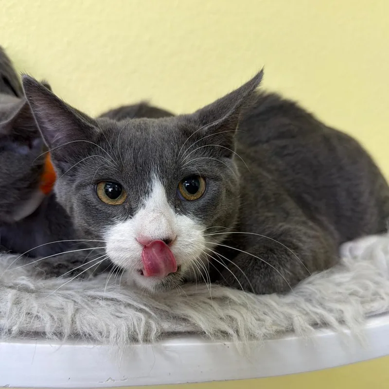 A baby small-sized male Gray / Blue / Silver Domestic Short Hair cat named C.b. for adoption in Las Vegas, NV