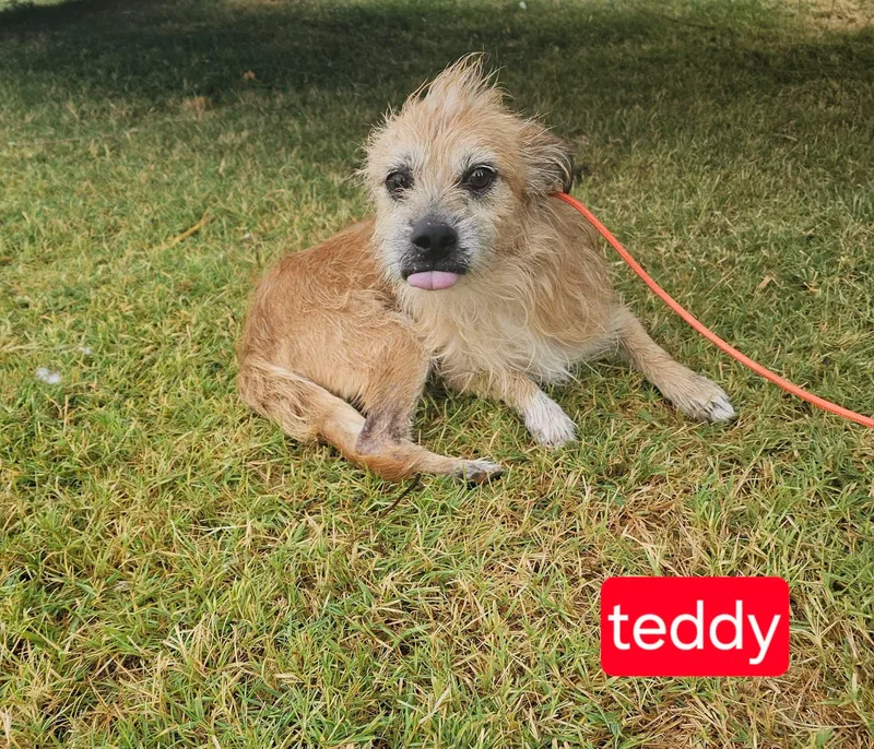 Teddy