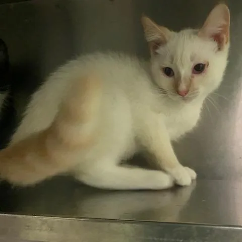 A baby small-sized male White Domestic Short Hair cat named Zucchini for adoption in Dayton, OH