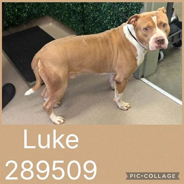 A young large-sized male American Bulldog dog named Luke for adoption in Macon, GA