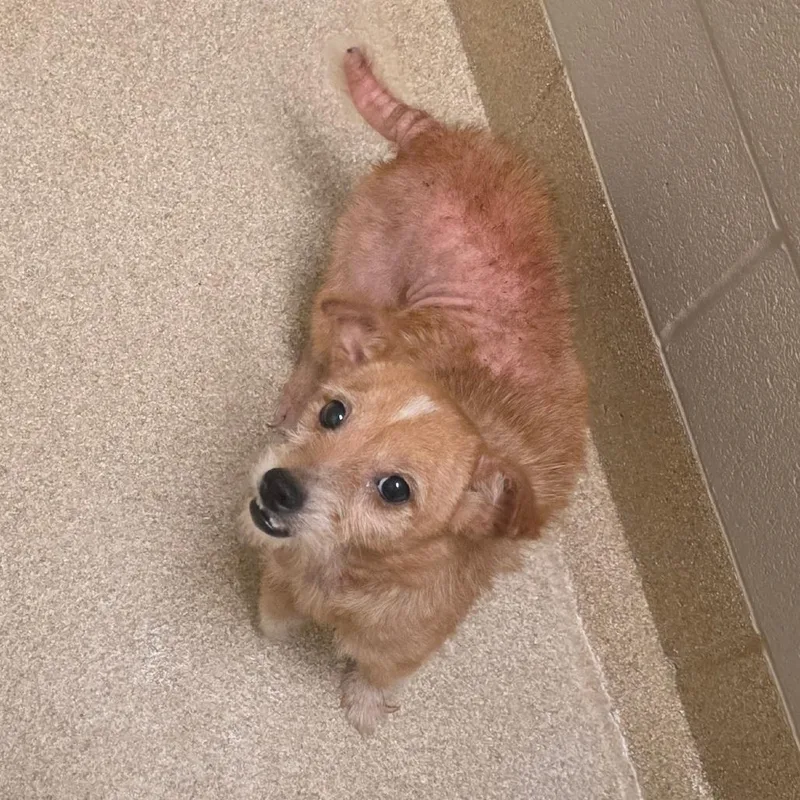 Cutie Pie