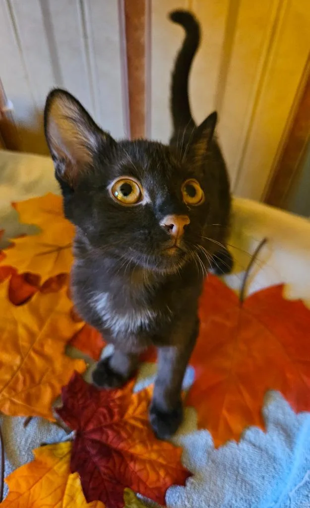 A baby medium-sized male Domestic Short Hair cat named Bear for adoption in Youngsville, NC