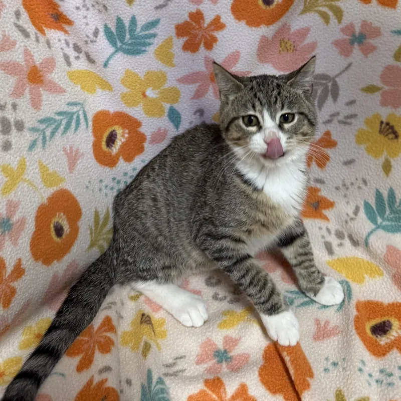 A baby medium-sized female Tabby (Brown / Chocolate) Domestic Short Hair cat named Tequila for adoption in Anderson, SC