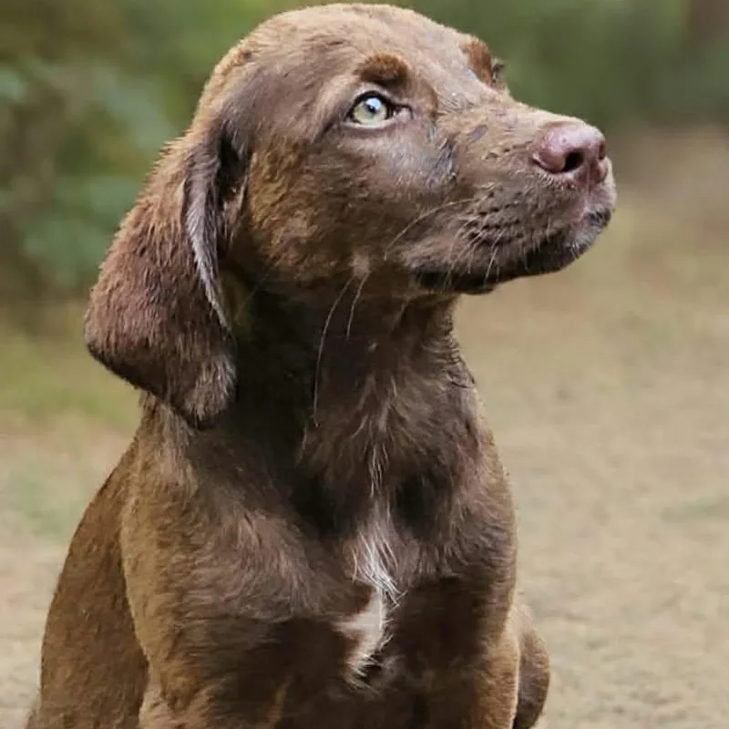 A baby medium-sized male Brown / Chocolate Chocolate Labrador Retriever dog named Chocolate Mousse for adoption in Bethpage, NY