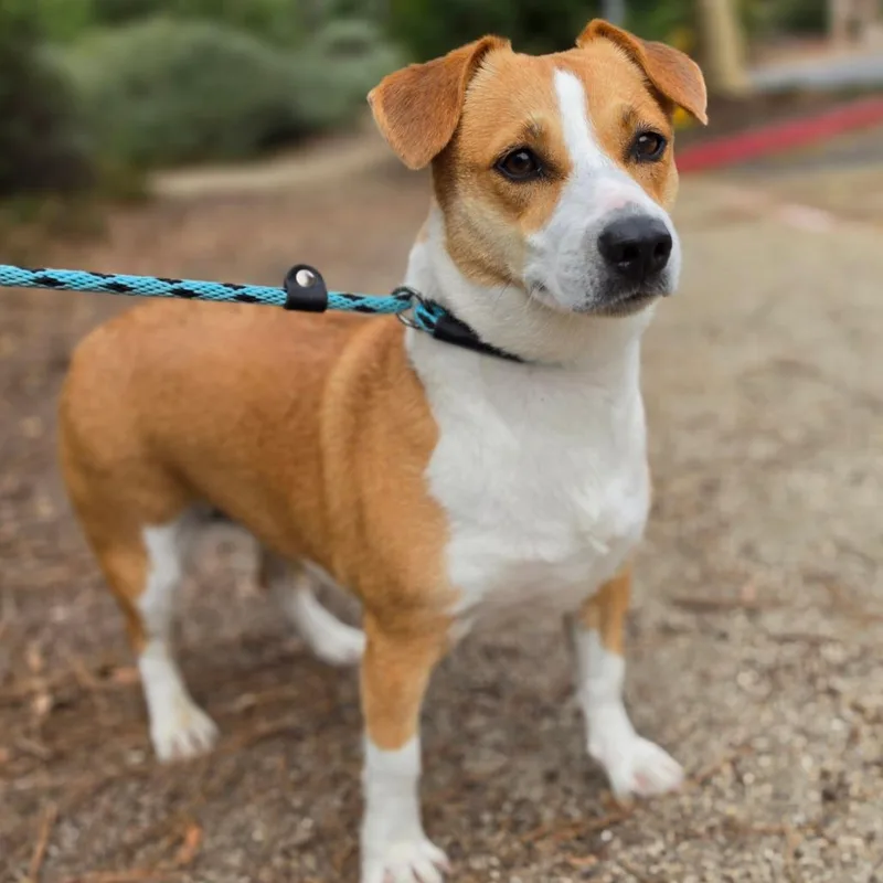 An adult medium-sized female Cardigan Welsh Corgi dog named Bella  Chino Hills for adoption in Chino Hills, CA