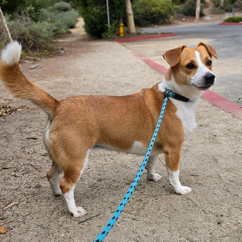 Bella  Chino Hills thumbnail 2