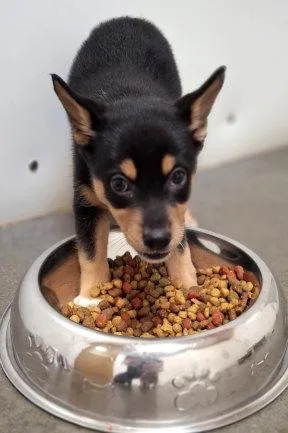 A baby medium-sized female Australian Cattle Dog / Blue Heeler dog named Riya for adoption in Mountain View, AR