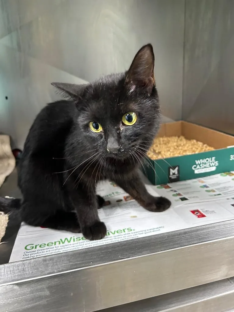 A young large-sized female Domestic Short Hair cat named Chestnut for adoption in Chickamauga , GA