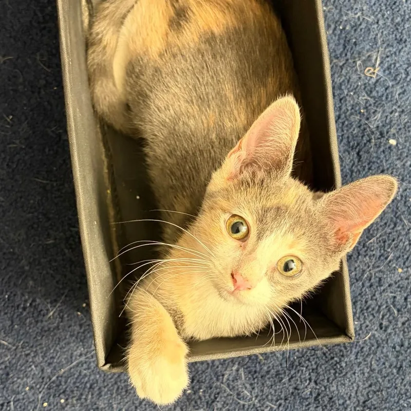 A baby small-sized female Calico Domestic Short Hair cat named Verona for adoption in Chaska, MN