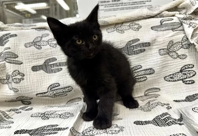 A baby small-sized male Domestic Medium Hair cat named Chaz for adoption in Moreno Valley, CA