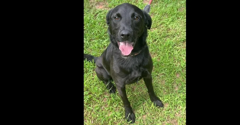 An adult small-sized female Tricolor (Brown, Black, & White) Mixed Breed dog named Jessie Jones for adoption in Barnesville, GA
