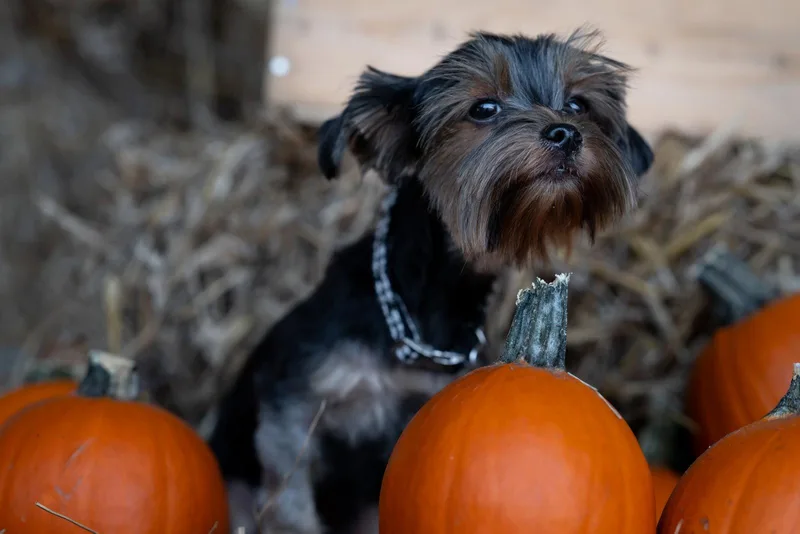 An adult small-sized female Yorkshire Terrier dog named Luna for adoption in Auburn, GA