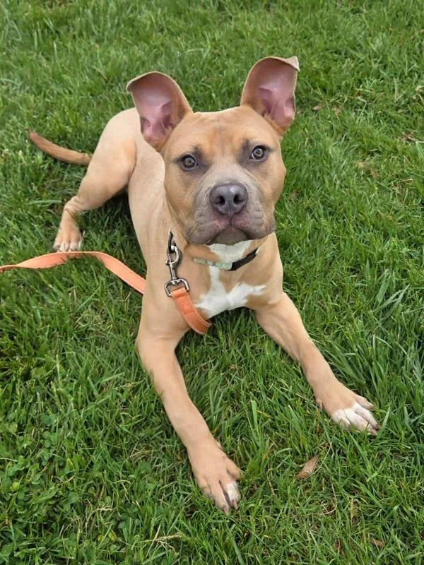 A young medium-sized male Pit Bull Terrier dog named The Kissing Bandit for adoption in Millersville, MD