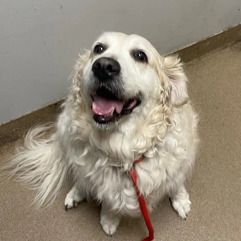 A senior large-sized female White / Cream Mixed Breed dog named Minnie for adoption in Chattanooga, TN