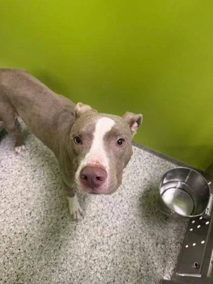 A young large-sized male Yellow / Tan / Blond / Fawn Pit Bull Terrier dog named Velveteen for adoption in Kansas City, MO