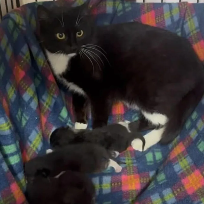 A young small-sized female Black Domestic Short Hair cat named Zenobia for adoption in Brooklyn, NY